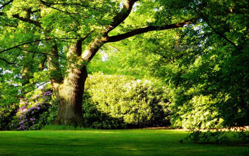 常青树(全能版)